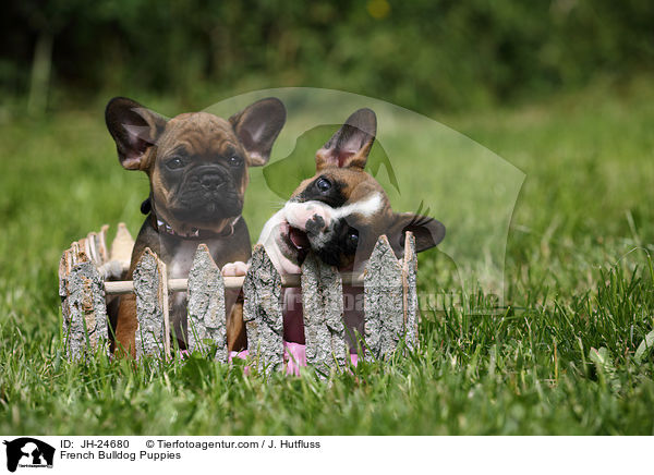 Franzsische Bulldogge Welpen / French Bulldog Puppies / JH-24680