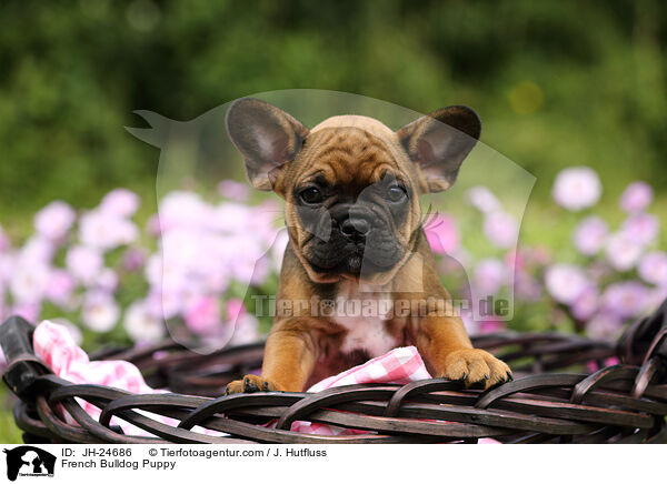 Franzsische Bulldogge Welpe / French Bulldog Puppy / JH-24686