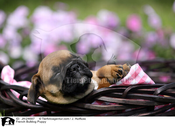 Franzsische Bulldogge Welpe / French Bulldog Puppy / JH-24687