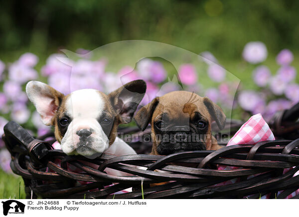 Franzsische Bulldogge Welpe / French Bulldog Puppy / JH-24688