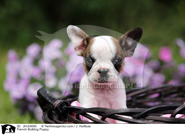 Franzsische Bulldogge Welpe / French Bulldog Puppy / JH-24690