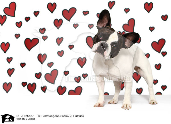 Franzsische Bulldogge / French Bulldog / JH-25137