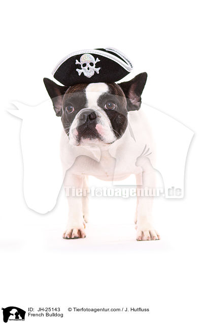 Franzsische Bulldogge / French Bulldog / JH-25143
