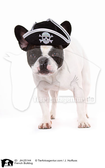 Franzsische Bulldogge / French Bulldog / JH-25144