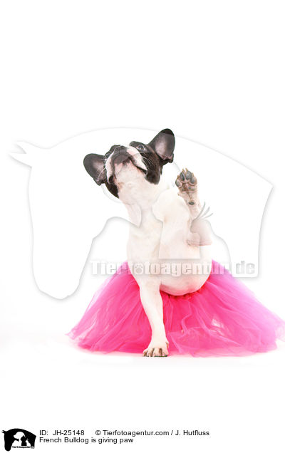 Franzsische Bulldogge gibt Pftchen / French Bulldog is giving paw / JH-25148