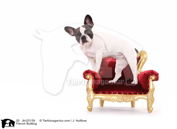 Franzsische Bulldogge / French Bulldog / JH-25159