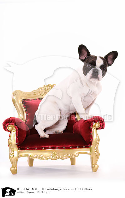 sitzende Franzsische Bulldogge / sitting French Bulldog / JH-25160