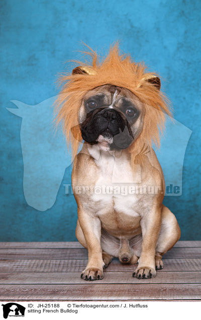 sitzende Franzsische Bulldogge / sitting French Bulldog / JH-25188