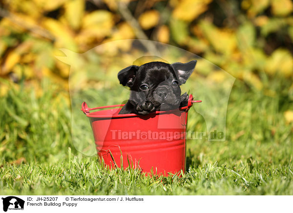 Franzsische Bulldogge Welpe / French Bulldog Puppy / JH-25207