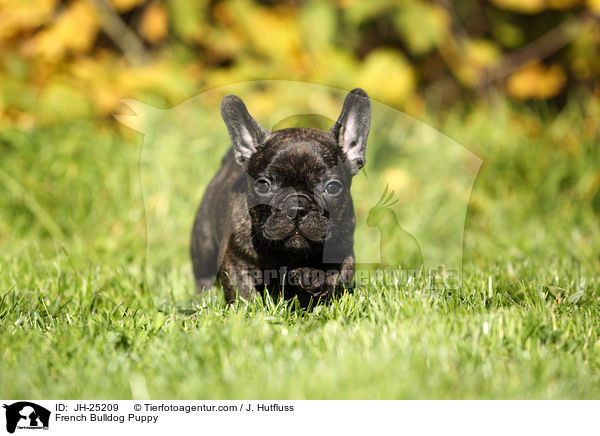Franzsische Bulldogge Welpe / French Bulldog Puppy / JH-25209
