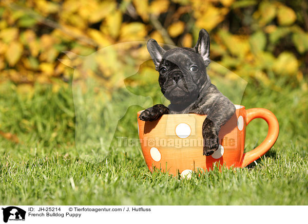 Franzsische Bulldogge Welpe / French Bulldog Puppy / JH-25214