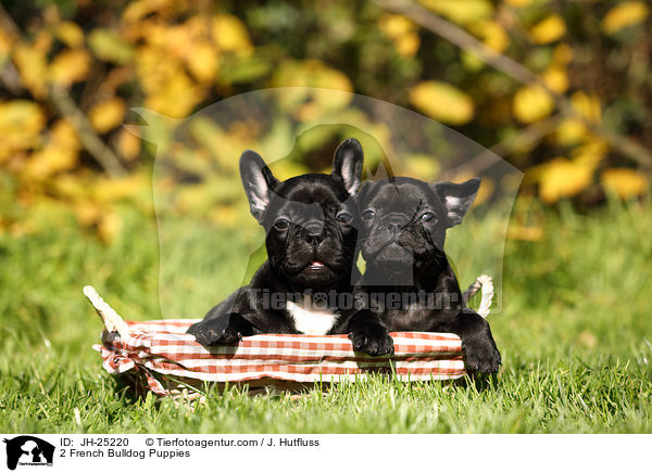 2 Franzsische Bulldogge Welpen / 2 French Bulldog Puppies / JH-25220