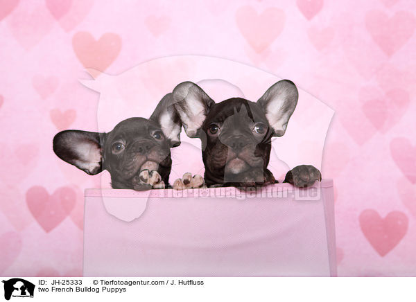 zwei Franzsische Bulldogge Welpen / two French Bulldog Puppys / JH-25333