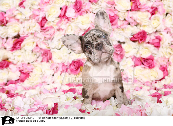 Franzsische Bulldogge Welpe im Studio / French Bulldog puppy / JH-25342