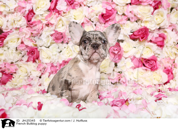 Franzsische Bulldogge Welpe im Studio / French Bulldog puppy / JH-25345