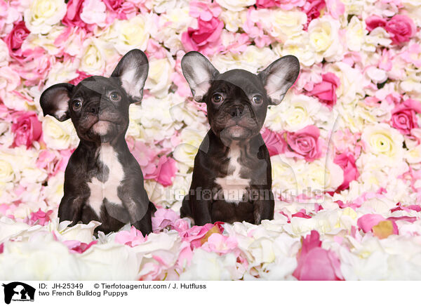 zwei Franzsische Bulldogge Welpen / two French Bulldog Puppys / JH-25349