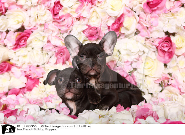 zwei Franzsische Bulldogge Welpen / two French Bulldog Puppys / JH-25355