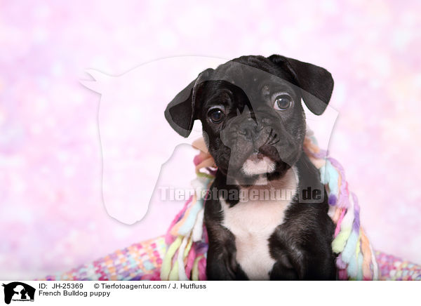 Franzsische Bulldogge Welpe im Studio / French Bulldog puppy / JH-25369