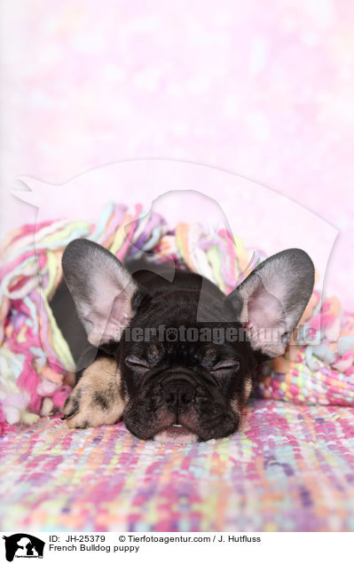 Franzsische Bulldogge Welpe im Studio / French Bulldog puppy / JH-25379