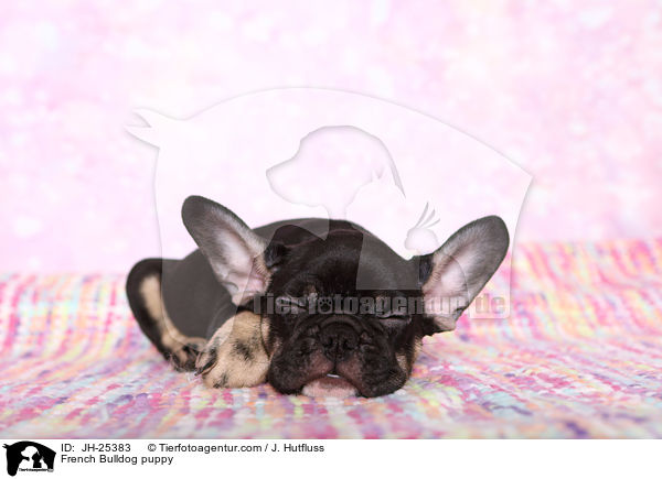 Franzsische Bulldogge Welpe im Studio / French Bulldog puppy / JH-25383