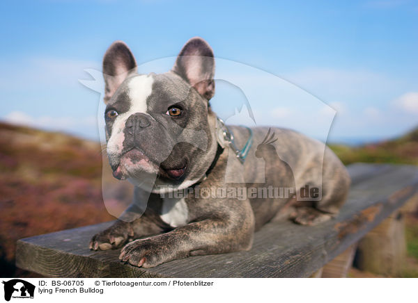 liegende Franzsische Bulldogge / lying French Bulldog / BS-06705