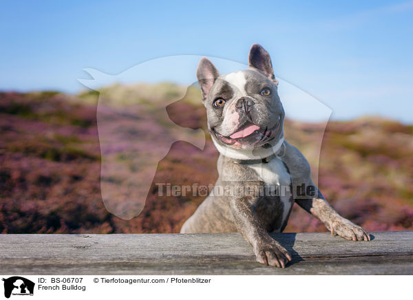 Franzsische Bulldogge / French Bulldog / BS-06707