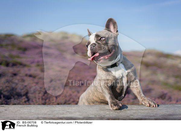 Franzsische Bulldogge / French Bulldog / BS-06708