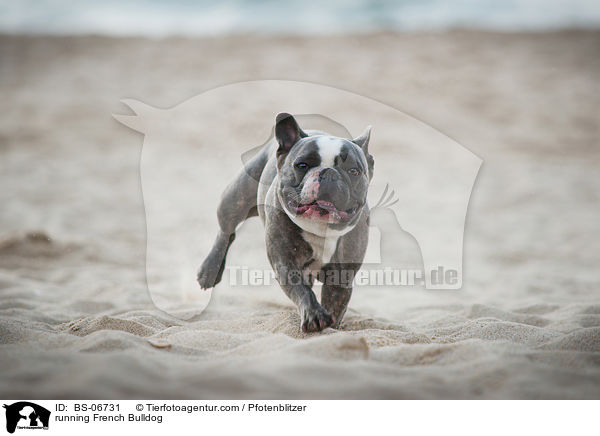 rennende Franzsische Bulldogge / running French Bulldog / BS-06731
