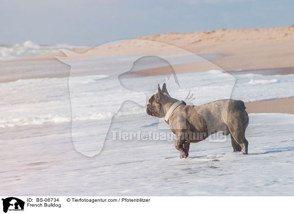 Franzsische Bulldogge / French Bulldog / BS-06734