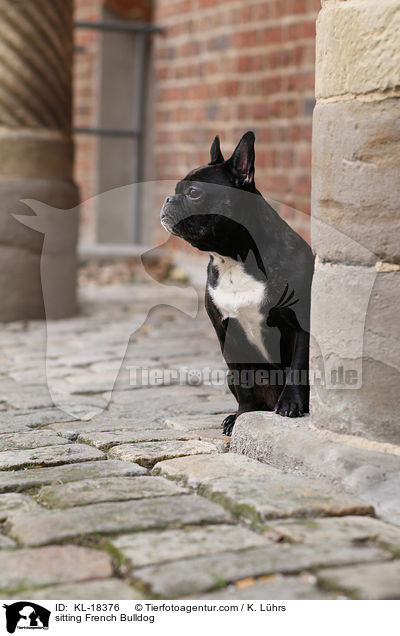 sitzende Franzsische Bulldogge / sitting French Bulldog / KL-18376
