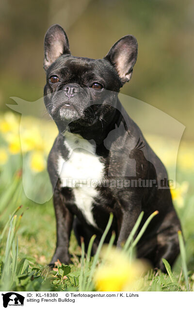 sitzende Franzsische Bulldogge / sitting French Bulldog / KL-18380