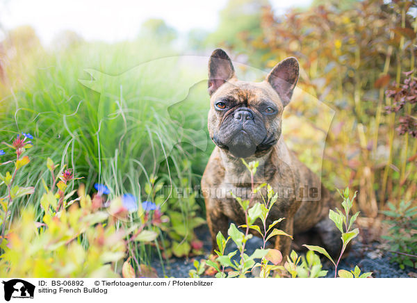 sitzende Franzsische Bulldogge / sitting French Bulldog / BS-06892