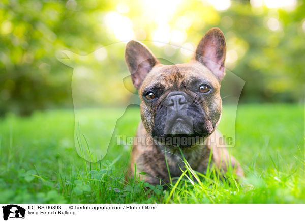 liegende Franzsische Bulldogge / lying French Bulldog / BS-06893