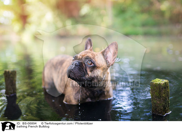 badende Franzsische Bulldogge / bathing French Bulldog / BS-06894