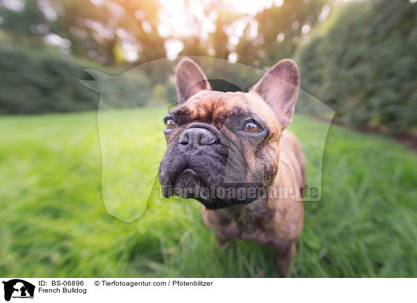 Franzsische Bulldogge / French Bulldog / BS-06896