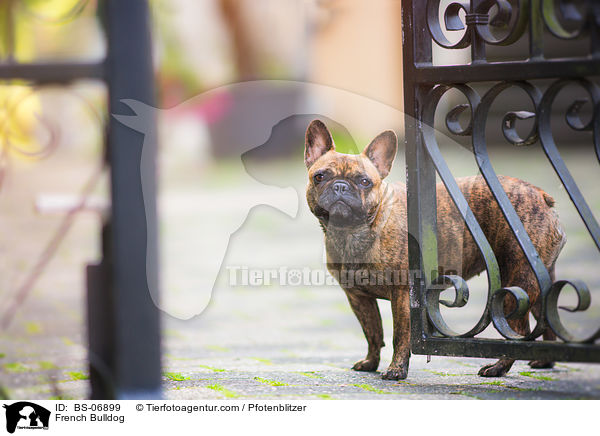Franzsische Bulldogge / French Bulldog / BS-06899