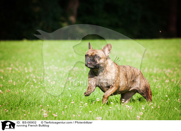 rennende Franzsische Bulldogge / running French Bulldog / BS-06902