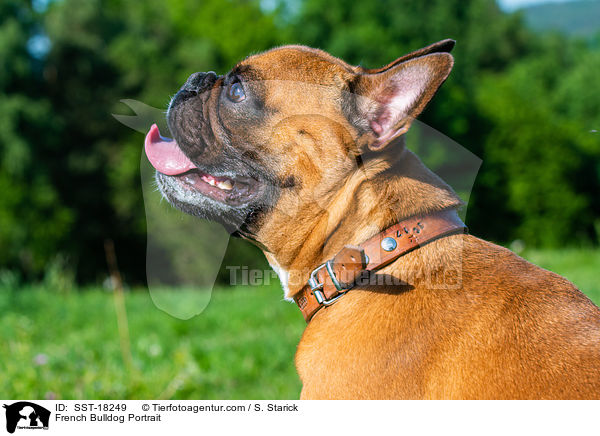 Franzsische Bulldogge Portrait / French Bulldog Portrait / SST-18249