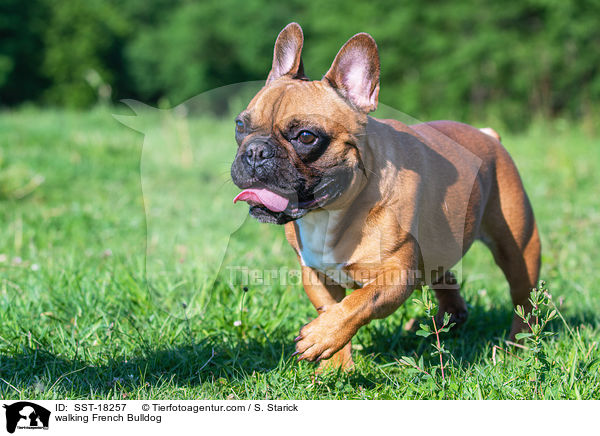 laufende Franzsische Bulldogge / walking French Bulldog / SST-18257
