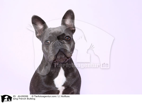 liegende Franzsische Bulldogge / lying French Bulldog / JH-26099