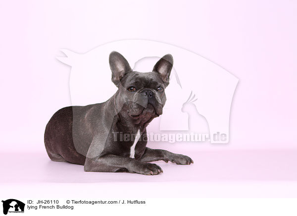 liegende Franzsische Bulldogge / lying French Bulldog / JH-26110