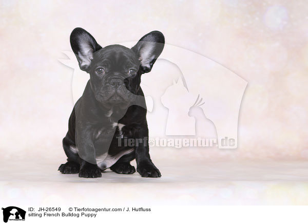 sitzender Franzsische Bulldogge Welpe / sitting French Bulldog Puppy / JH-26549
