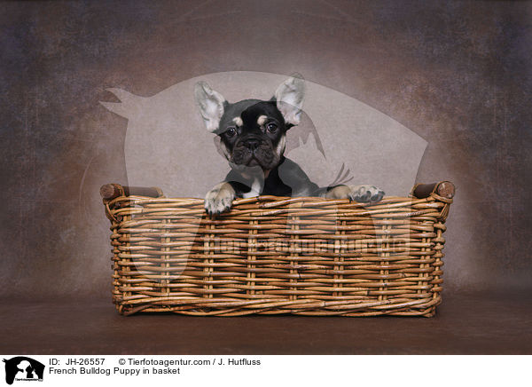 Franzsische Bulldogge Welpe im Krbchen / French Bulldog Puppy in basket / JH-26557