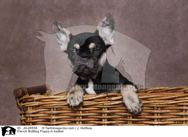 Franzsische Bulldogge Welpe im Krbchen / French Bulldog Puppy in basket / JH-26559