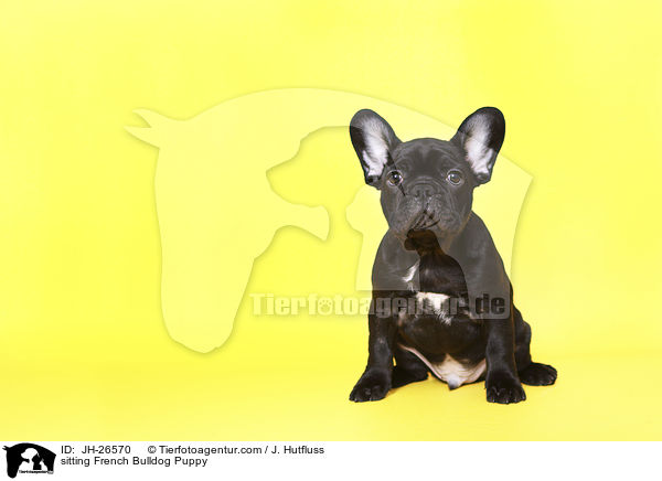 sitzender Franzsische Bulldogge Welpe / sitting French Bulldog Puppy / JH-26570