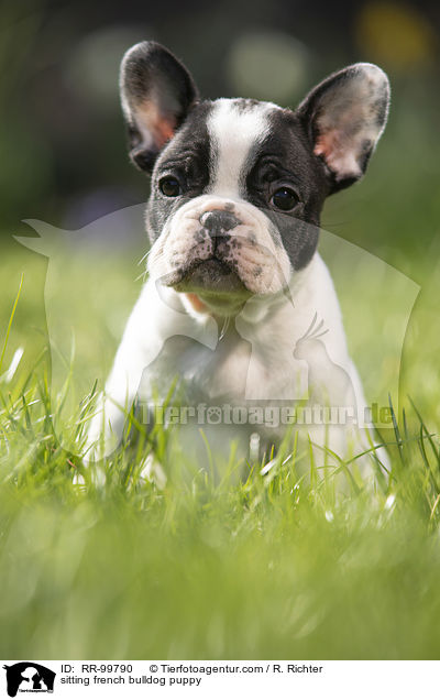 sitzender Franzsische Bulldogge Welpe / sitting french bulldog puppy / RR-99790