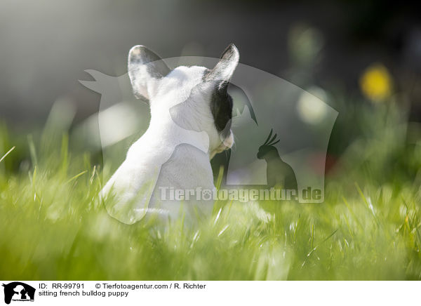 sitzender Franzsische Bulldogge Welpe / sitting french bulldog puppy / RR-99791