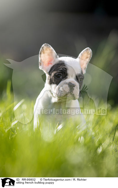 sitzender Franzsische Bulldogge Welpe / sitting french bulldog puppy / RR-99802