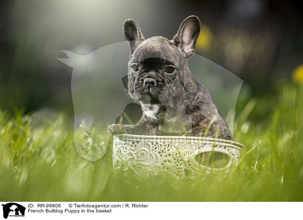 Franzsische Bulldogge Welpe im Krbchen / French Bulldog Puppy in the basket / RR-99806