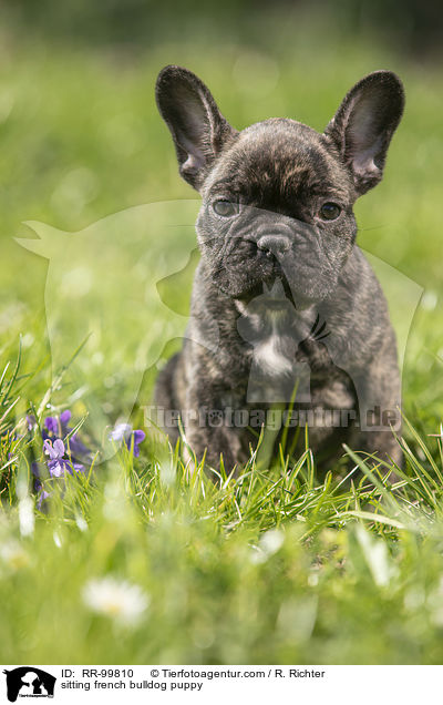 sitzender Franzsische Bulldogge Welpe / sitting french bulldog puppy / RR-99810